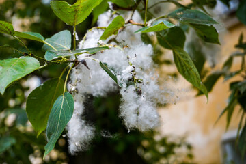 large poplar fluff on a tree branch
