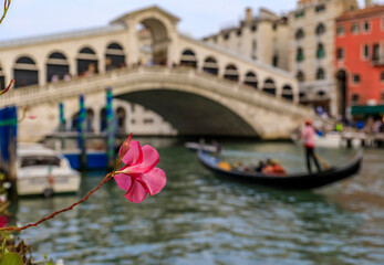 Blurred gondola in the background by the Rialto Bridge on Grand Canal with focus on a pink flower in Venice Italy