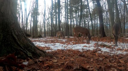 Canvas Print - White tailed deer in spring forest