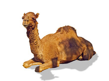 Camel Isolated On White Background With Clipping Path