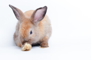 Wall Mural - Cute little brown rabbit On a white background. The concept of mammals and Easter.  isolated