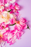 Fototapeta Tulipany - peony petals on the color background