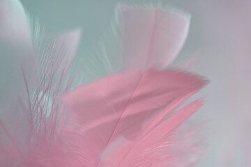Poster - Exotic texture feathers background close up. Pink  and aquamarine feathers pattern for your design. Macro photography view.