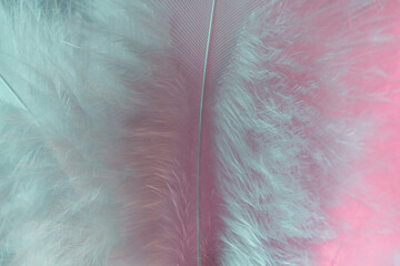 Poster - Exotic texture feathers background close up. Soft feathers pattern for your design. Macro photography view.