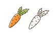 Set of fresh organic carrot in colorful and monochrome line art style. Natural vegetable with design elements isolated on white background. Cute vegetarian healthy food with vitamins