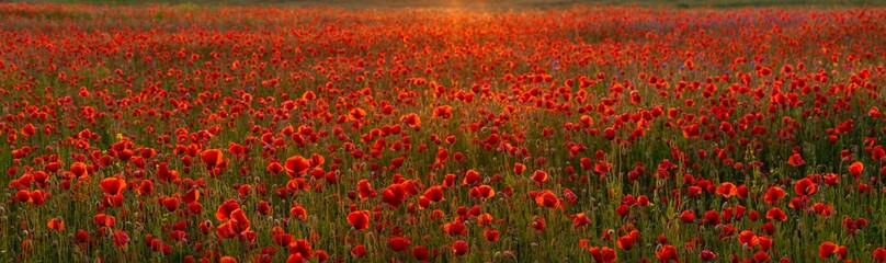 Wall Mural - poppy meadow in the light of the setting sun