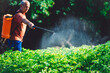 Farmer spraying pesticide over crops in a vegetable garden