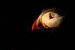 Atlantic puffin headshot spotlighted in the sun with a black background.  