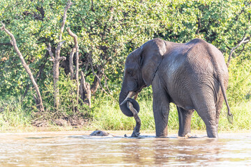 Wild african elephant close up, Botswana, Africa