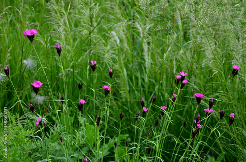 Fototapeta na drzwi i meble blooms from June to August at the end of the stem with red flowers in bunches of 2 to 10 flowers. The individual flowers are serrated along the edges. The leaves are linear to lanceolate green.