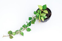 Branch Of Hoya Krohniana In Black Pot Isolate On White Background.Close Up Hoya Lacunosa (heart Leaf)
