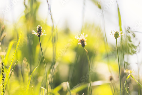 Fotografía plantain in the grass - close up view, blurred background