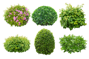 Wall Mural - green bush isolated on white background.