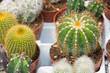 thorny potted plants, desert plants, various cacti