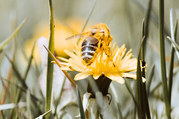 Bee on dandelion