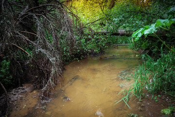 Panorama of a dense forest and stream. A small river flows through a dense forest.