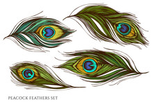 Vector Set Of Hand Drawn Colored Peacock Feathers