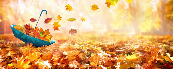 Poster - Beautiful autumn background landscape. Carpet of fallen orange autumn leaves in park and blue umbrella. Leaves fly in wind in sunlight. Concept of Golden autumn.