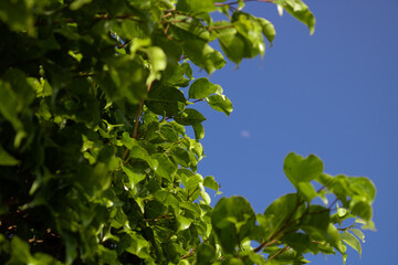 green leaves against blue sky