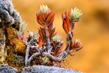 Wild small mediterranean plant