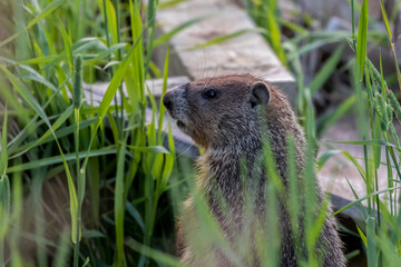 Canvas Print - The groundhog, also known as a woodchuck is native American animal