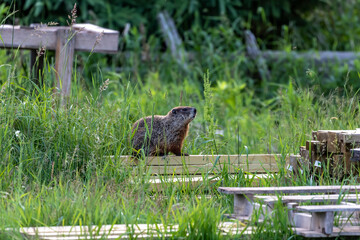 Canvas Print - The groundhog, also known as a woodchuck is native American animal