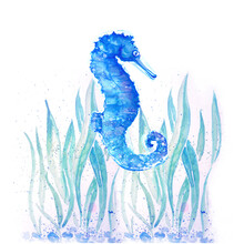 Aquarelle Painting Of  Seahorse Sketch Art Illustration