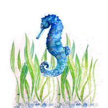 Aquarelle Painting Of  Seahorse Sketch Art Illustration