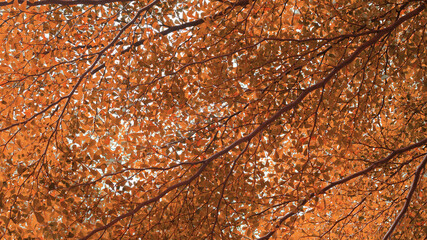 Wall Mural - autumn leaves texture