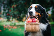 Bernese mountain dog posing with apples in green garden. Full basket of apples with dog.