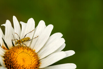 Insect on a camomile flower. Macro photo. White petals and yellow stamens of a camomile.Yellow pollen of a flower on the body of an insect. Insect pollinates a flower.Insect wings, paws, head and body