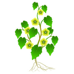 Wall Mural - flowering physalis plant with roots on a white background.
