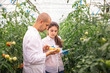 Scientists check the seedlings in the greenhouse. Checking the greenhouse with tomatoes. Check in the tablet.