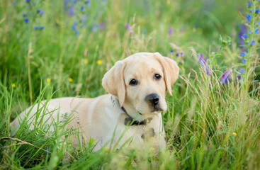 Wall Mural - Labrador puppy relaxing in the flowers field