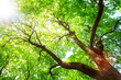 © SergeyIT - Green tree in spring day, sun light in branches