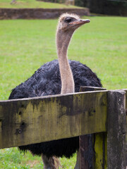 Ostrich looking over a fence