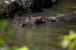 Flusspferd im Wasser
