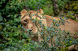 Löwin hinter einem Gebüsch beobachtet die Umgebung