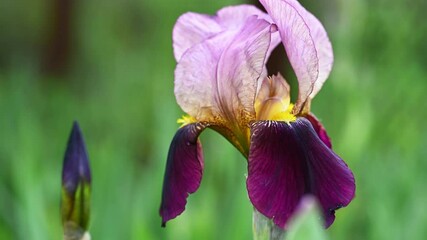 Fotomurales - Purple Iris in bloom background