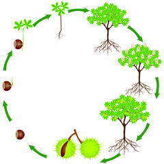 Poster - Life cycle of horse chestnut plant on a white background.