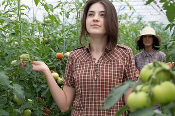 Modern technologies in farming.  Two girls working on a tomato farm greenhouse. Work on an organic farm.farm.