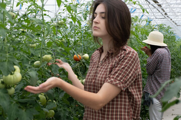 Modern technologies in farming.  Two girls working on a tomato farm greenhouse. Work on an organic farm.farm.