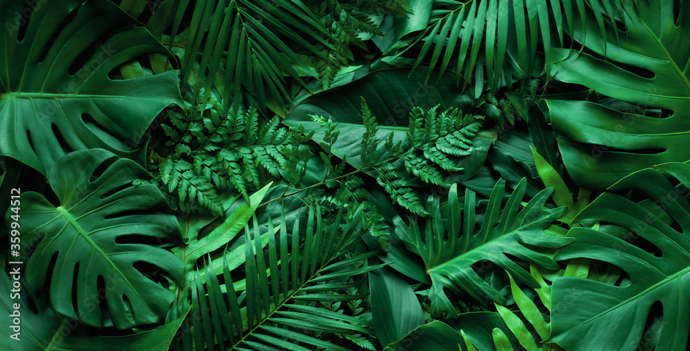 closeup nature view of tropical green monstera leaf and palms background. Flat lay, fresh wallpaper banner concept - obrazy, fototapety, plakaty 