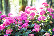 Hydrangeas Bushes In Full Bloom In City Park. Pink, Lilac, Purple Bushes Blooming In City Park In Summer.