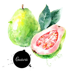 Wall Mural - Watercolor hand drawn guava fruit illustration. Vector painted sketch isolated on white background. Superfoods poster