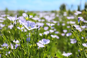 Closeup view of beautiful blooming flax field