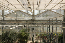 Framed Steel Ceiling In The Botanical Garden. Greenhouse With A Transparent Roof.