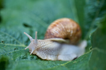 Close up small snail on green leaf in the garden