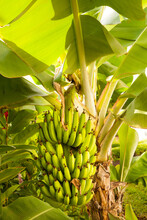 A Banana Tree With A Large Bunch Of Bananas