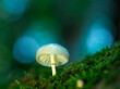 © Westend61 - Close-up of overflowing slimy stem (Limacella illinita) mushroom growing in forest